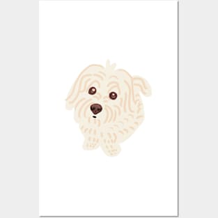 Cute Maltipoo Looking Innocent Posters and Art